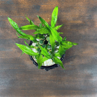 Бамбук в кашпо Будда D11