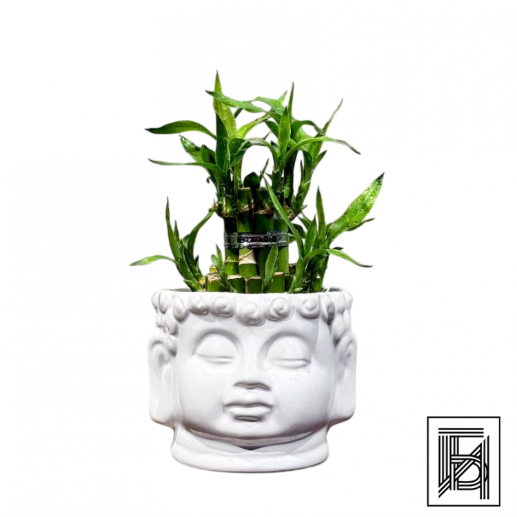 Бамбук в кашпо Будда D11