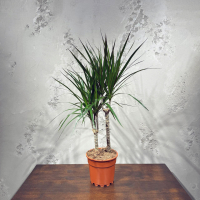 Драцена Маргината D17 Драцена Маргината D17