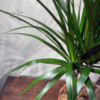 Драцена Маргината D17 Драцена Маргината D17