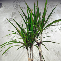 Драцена Маргината D17 Драцена Маргината D17