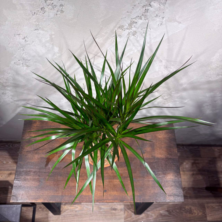 Драцена Маргината D17 Драцена Маргината D17