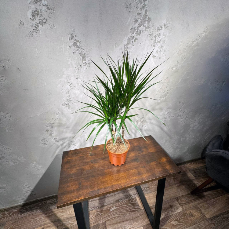 Драцена Маргината D17 Драцена Маргината D17