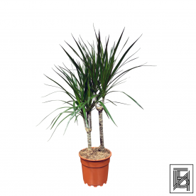 Драцена Маргината D17