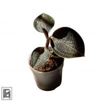 Драгоценная Орхидея Оникс D7 Драгоценная Орхидея Оникс D7