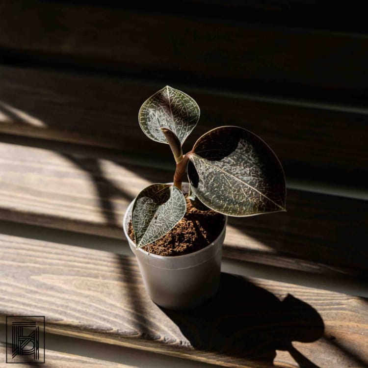 Драгоценная Орхидея Оникс D7 Драгоценная Орхидея Оникс D7