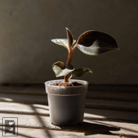 Драгоценная Орхидея Оникс D7 Драгоценная Орхидея Оникс D7