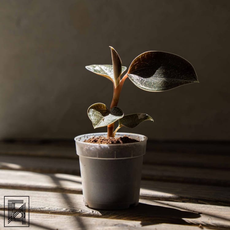 Драгоценная Орхидея Оникс D7 Драгоценная Орхидея Оникс D7