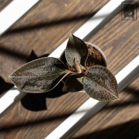 Драгоценная Орхидея Оникс D7 Драгоценная Орхидея Оникс D7