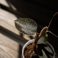 Драгоценная Орхидея Оникс D7 Драгоценная Орхидея Оникс D7