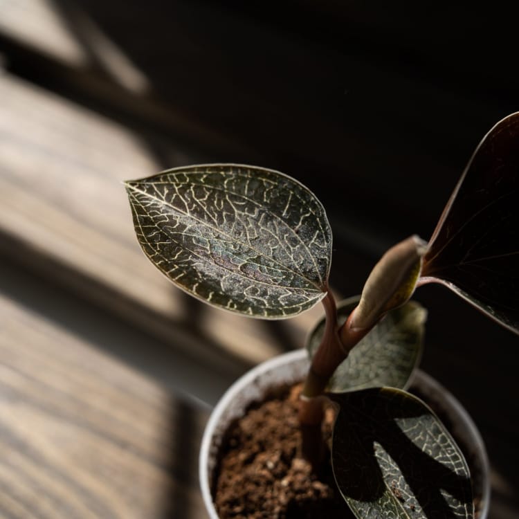 Драгоценная Орхидея Оникс D7 Драгоценная Орхидея Оникс D7