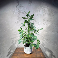 Клусия Принцесс D26