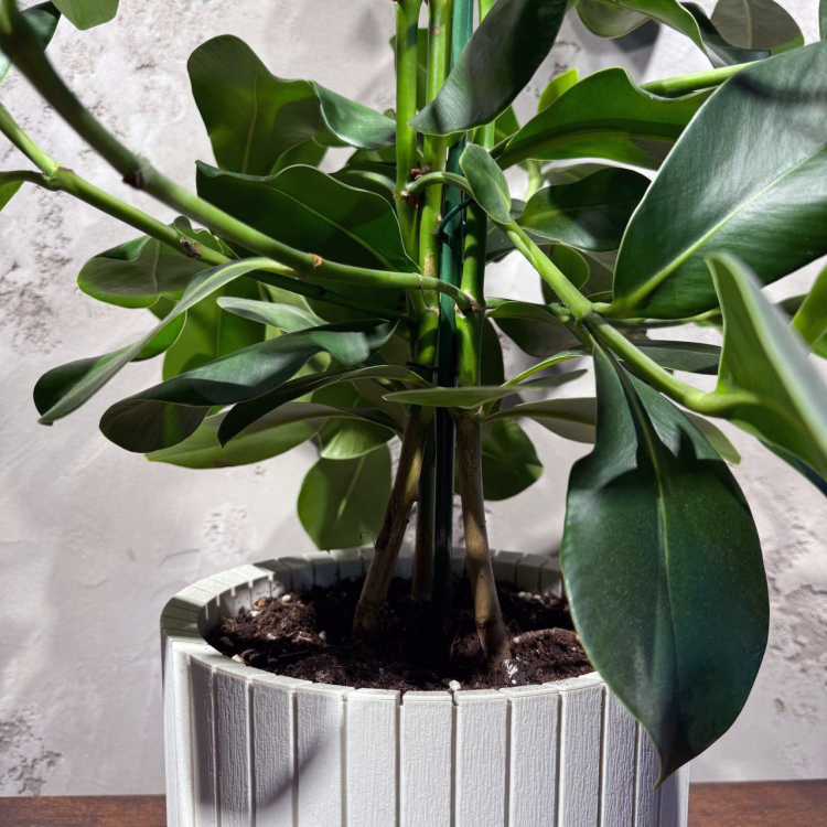 Клусия Принцесс D26