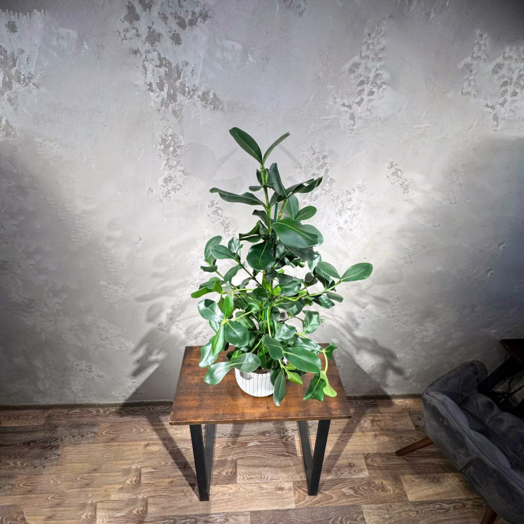 Клусия Принцесс D26