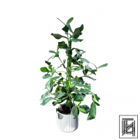 Клусия Принцесс D26