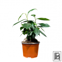 Фикус Гинсенг комнатный D12