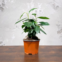 Фикус Гинсенг комнатный D12