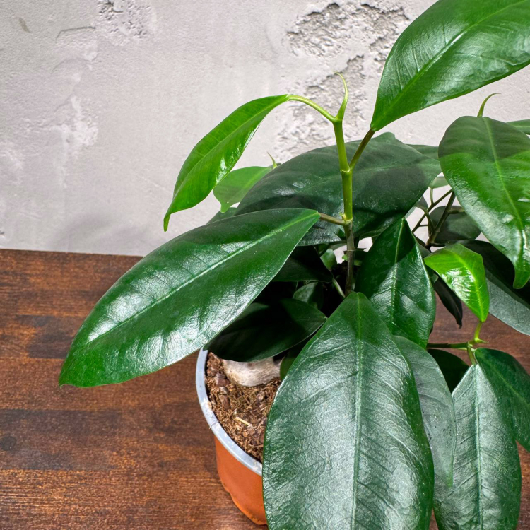 Фикус Гинсенг комнатный D12