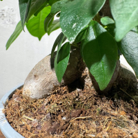 Фикус Гинсенг комнатный D12