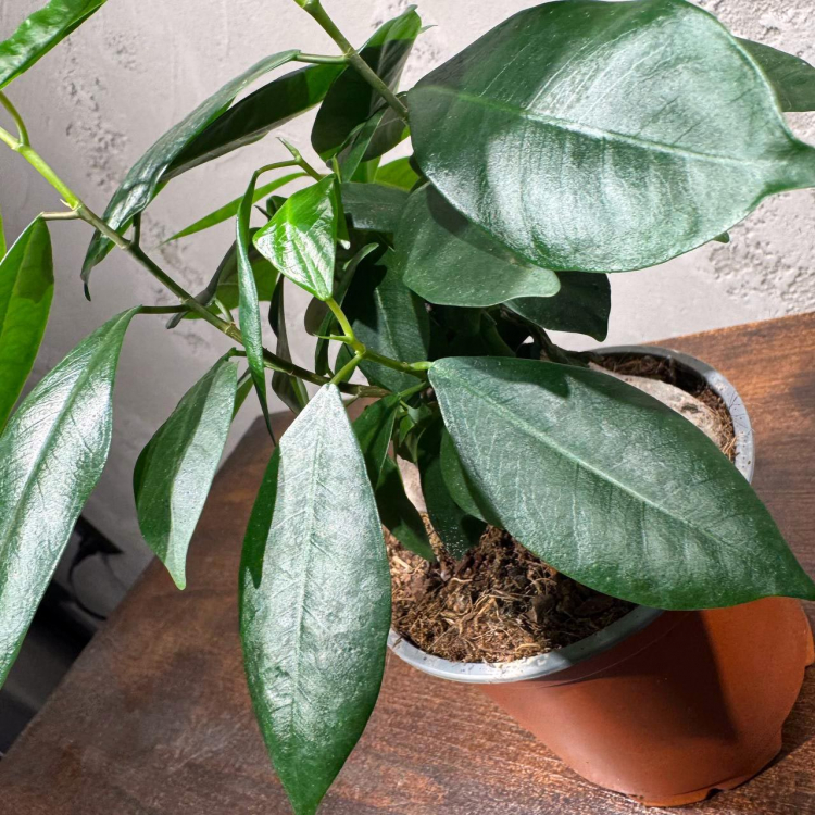 Фикус Гинсенг комнатный D12