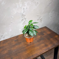 Фикус Гинсенг комнатный D12