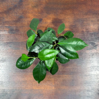 Фикус Гинсенг комнатный D12