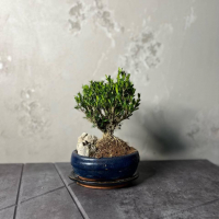 Буксус Самшит со скалой Буксус Самшит со скалой