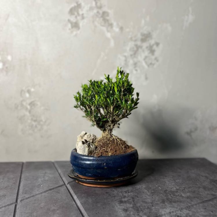 Буксус Самшит со скалой Буксус Самшит со скалой