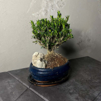 Буксус Самшит со скалой Буксус Самшит со скалой