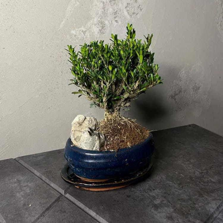 Буксус Самшит со скалой Буксус Самшит со скалой