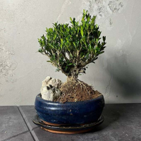 Буксус Самшит со скалой Буксус Самшит со скалой