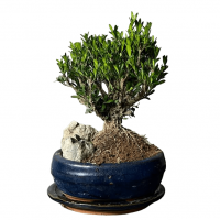 Буксус Самшит со скалой Буксус Самшит со скалой