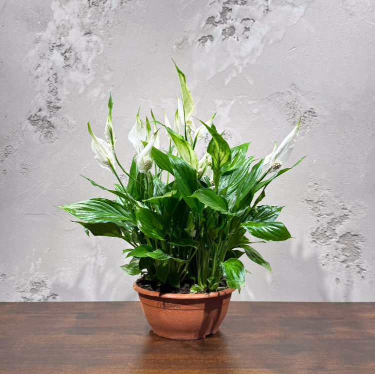 Спатифиллум Шопен D17