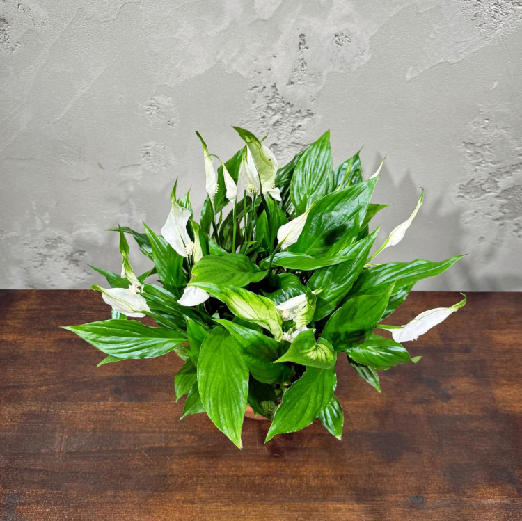 Спатифиллум Шопен D17