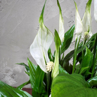 Спатифиллум Шопен D17