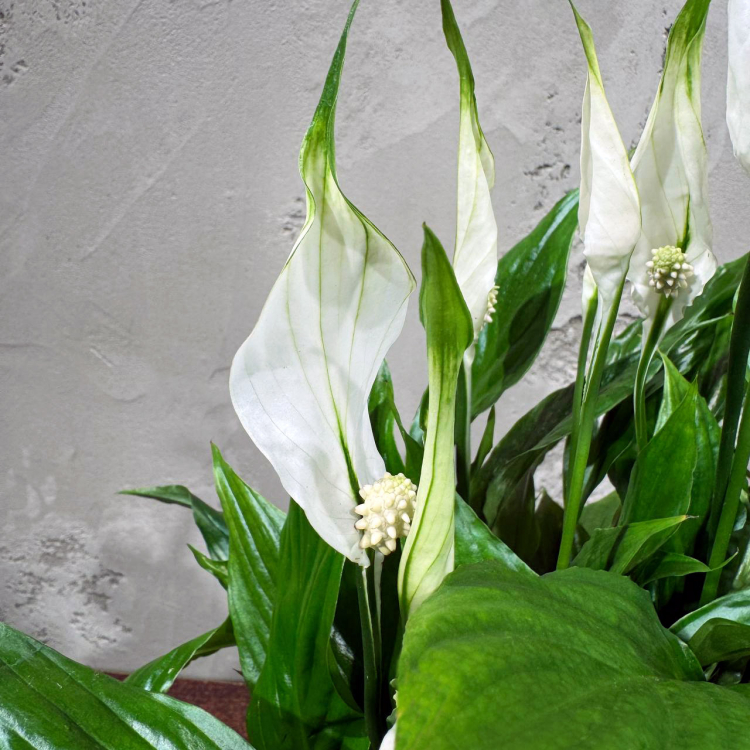 Спатифиллум Шопен D17