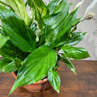 Спатифиллум Шопен D17