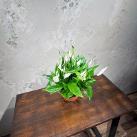 Спатифиллум Шопен D17