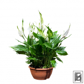 Спатифиллум Шопен D17