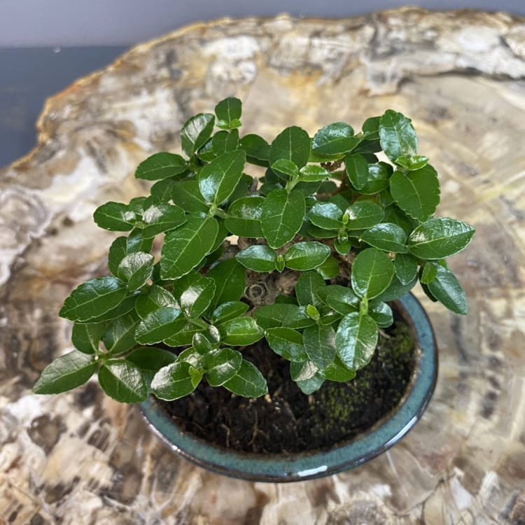 Бонсай Премна с гладкой корой 5 лет Бонсай Премна с гладкой корой 5 лет