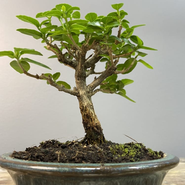 Бонсай Премна с гладкой корой 5 лет Бонсай Премна с гладкой корой 5 лет