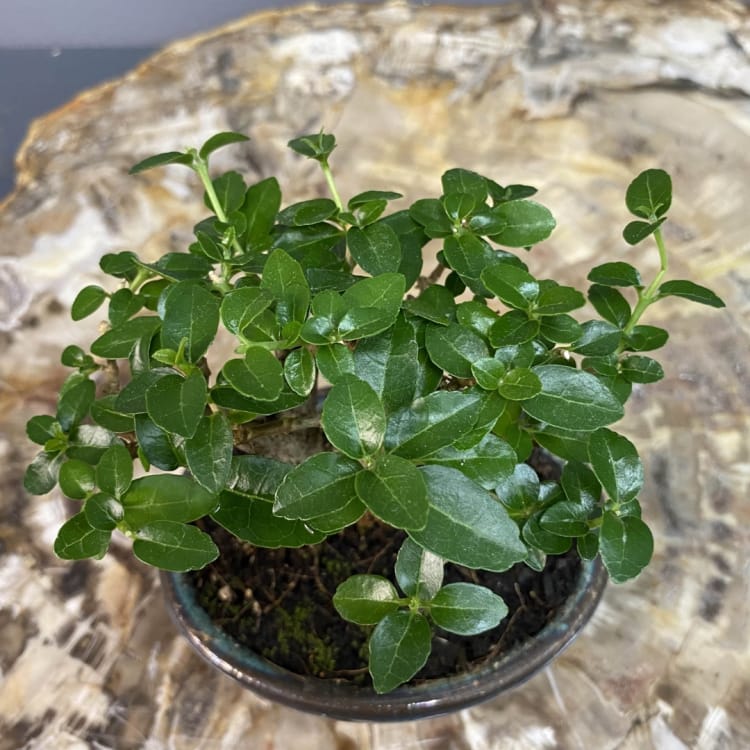 Бонсай Премна с гладкой корой 5 лет Бонсай Премна с гладкой корой 5 лет