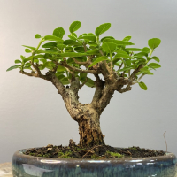 Бонсай Премна с гладкой корой 5 лет Бонсай Премна с гладкой корой 5 лет