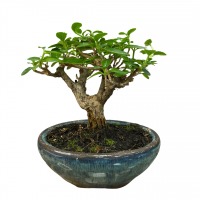 Бонсай Премна с гладкой корой 5 лет Бонсай Премна с гладкой корой 5 лет