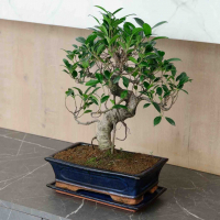 Бонсай Баньян в прямоугольной плошке 25 лет Бонсай Баньян в прямоугольной плошке 25 лет