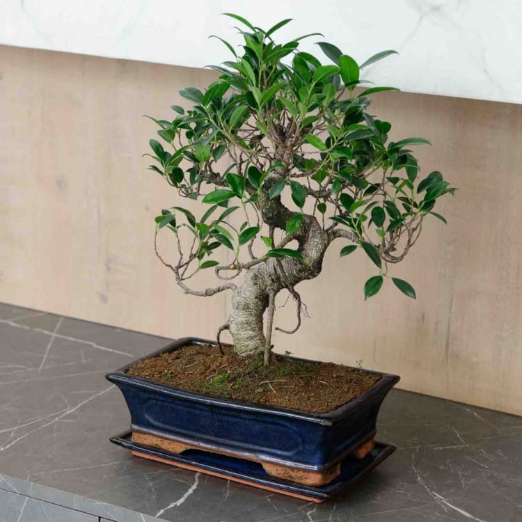 Бонсай Баньян в прямоугольной плошке 25 лет Бонсай Баньян в прямоугольной плошке 25 лет
