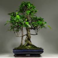 Бонсай Баньян в прямоугольной плошке 25 лет Бонсай Баньян в прямоугольной плошке 25 лет