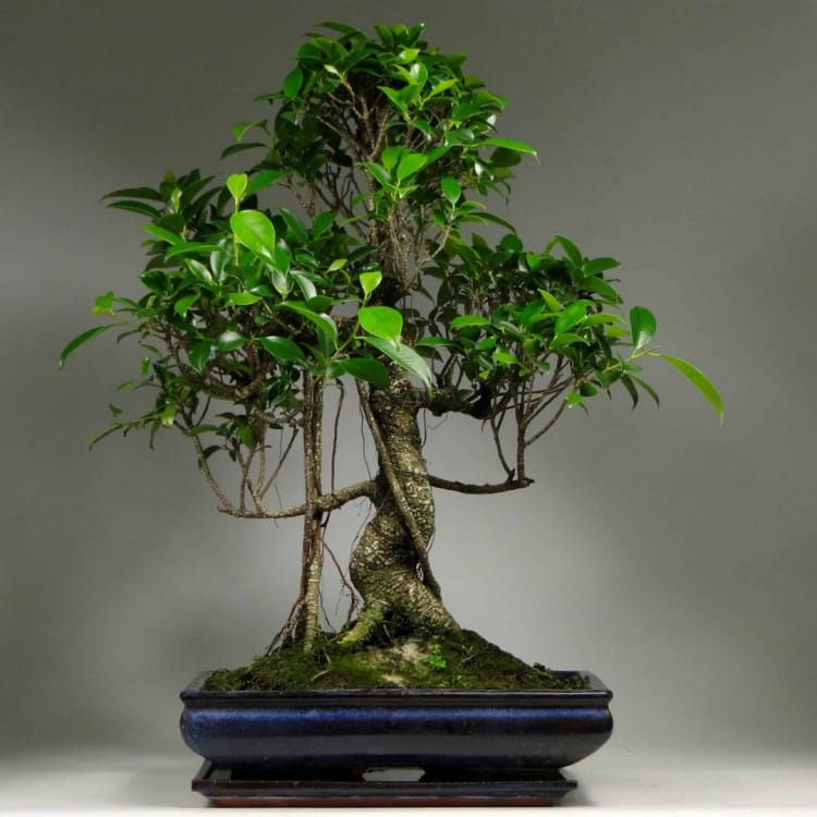 Бонсай Баньян в прямоугольной плошке 25 лет Бонсай Баньян в прямоугольной плошке 25 лет
