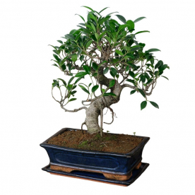 Бонсай Баньян в прямоугольной плошке 25 лет