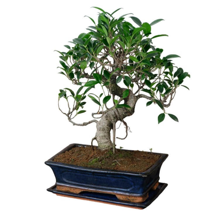 Бонсай Баньян в прямоугольной плошке 25 лет Бонсай Баньян в прямоугольной плошке 25 лет
